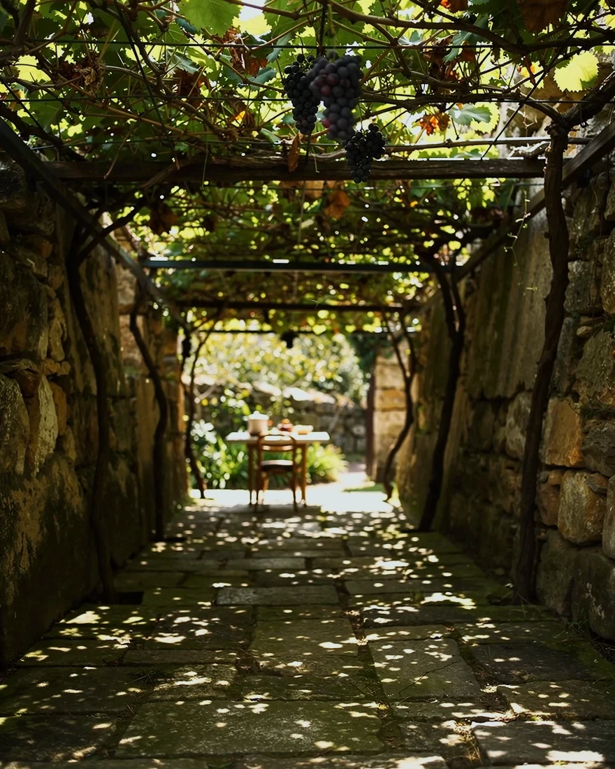 A vine pergola over a paved path, with grapes hanging from the frame. A table stands at the far end, in the light.