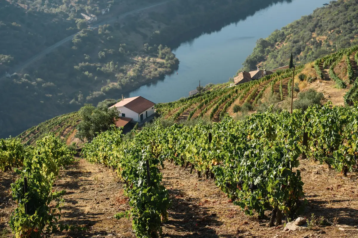 Terraced vineyards on a slope above a river. A single white house stands among the rows.
